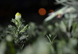 Когда твоя мечта встречает холод: почему самые близкие вдруг становятся чужими — и как найти опору внутри себя