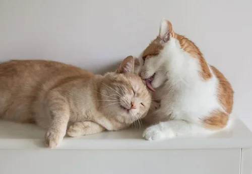 Как научиться дружить по-настоящему: механика сближения, о которой не расскажут в школьных учебниках