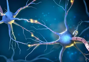 На беговой дорожке к вечной молодости мозга: как мышиные сосуды преподали науке новый урок