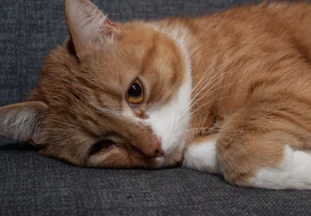 Когда коты теряют память: восемь признаков, что ваш пушистый тиран в маразме