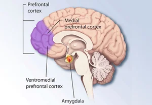 Префронтальный Cortex: Не командный центр, а штаб спецопераций мозга