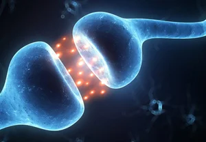 Почему первый раз — всегда особенный: мозг мух раскрывает тайны скуки и зависимости