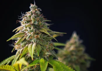 Стресс и «переполох в жире»: почему неожиданный тест на каннабис — не повод для паники