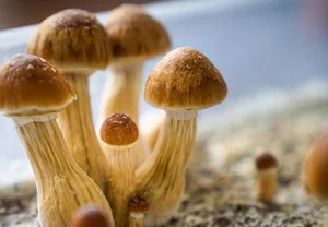 Грибы, в которых есть магия, но не та, которую вы думали