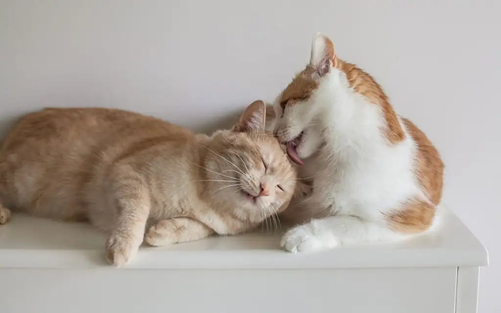 Как научиться дружить по-настоящему: механика сближения, о которой не расскажут в школьных учебниках