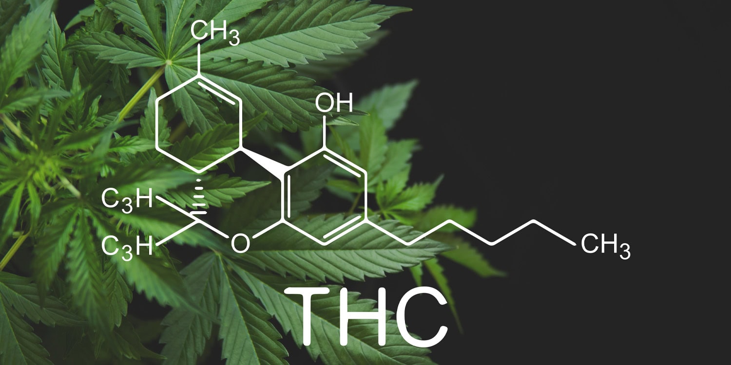 Травка к добру не приведёт: как ТГК разлаживает мозг молодых любителей покурить