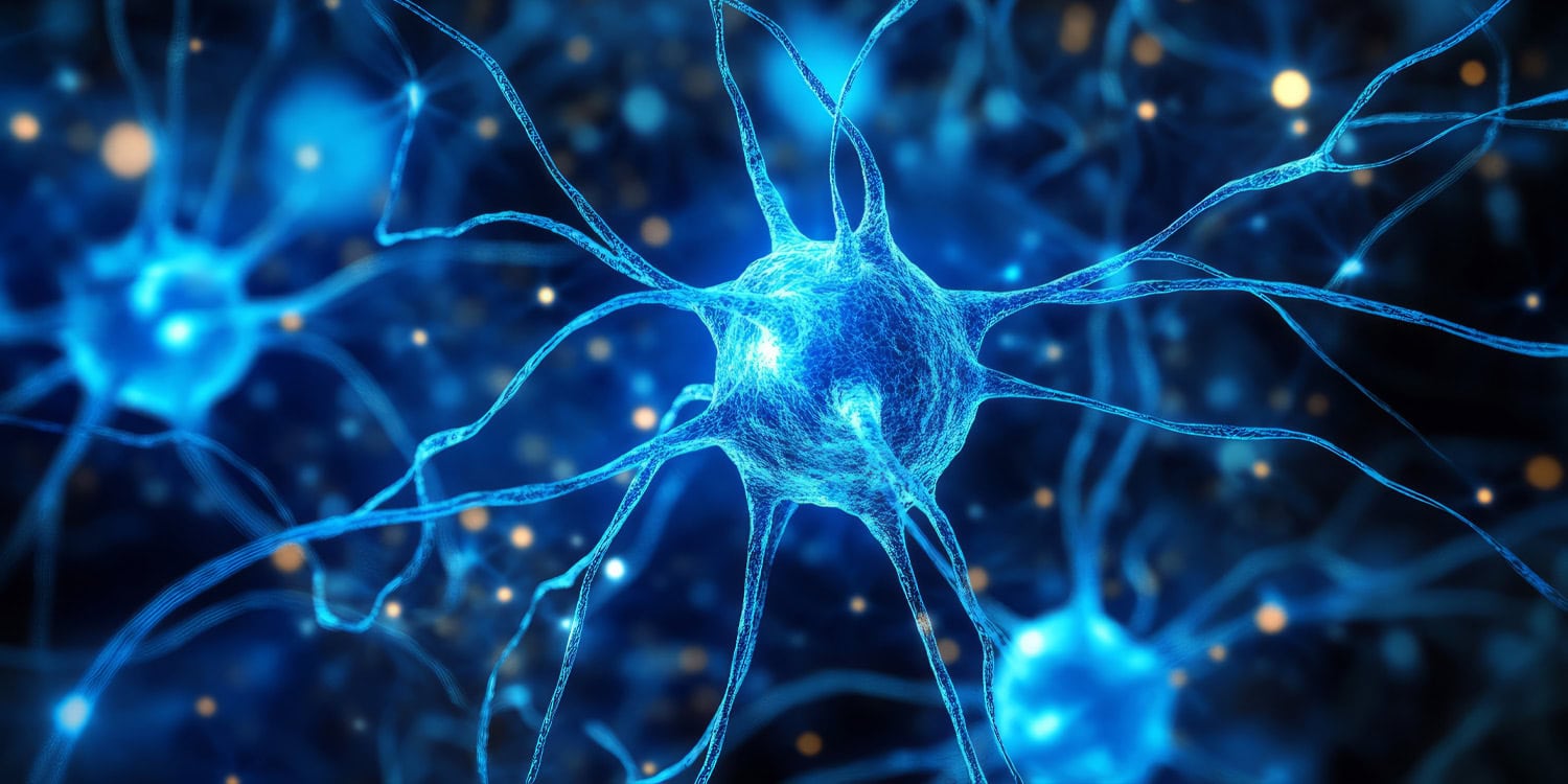 Одни едят на полшишечки — другие стареют: как ограничение калорий влияет на мозг обезьян (и, возможно, на наш)