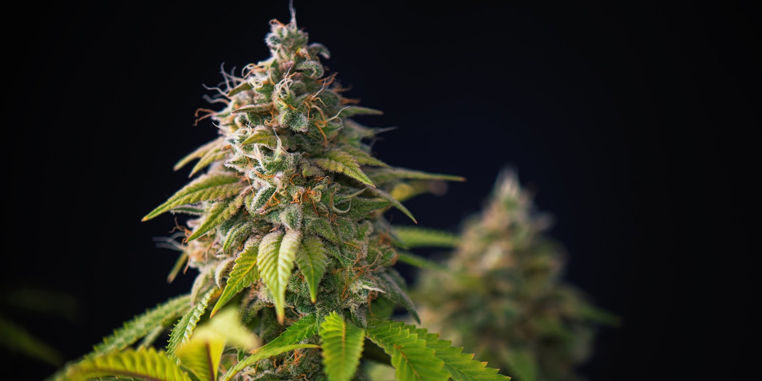 Стресс и «переполох в жире»: почему неожиданный тест на каннабис — не повод для паники